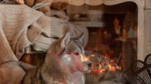 Комната. Зоя Ященко, Белая гвардия