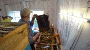 ОТКАЧКА МЁДА И СРЕЗКА ЗАБРУСА ХОЛОДНЫМ НОЖОМ