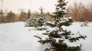 Серая (белая, черная) карта для фото/видео