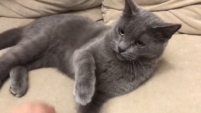 Как я купил себе Русскую Голубую кошку на Авито (нет) смотреть онлайн