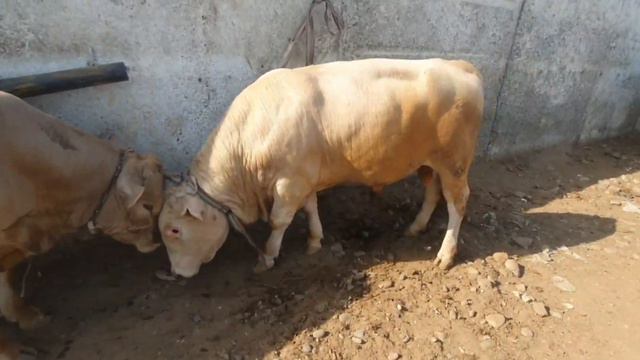 MOL BOZORIDAN QISQACHA VIDEO QOLDAN KELGUNCHA XARAKAT QILDIK