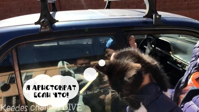 Раздаем спасенных котят в добрые руки. Часть 2. Как котята живут у новых хозяев смотреть онлайн