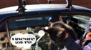 Раздаем спасенных котят в добрые руки. Часть 2. Как котята живут у новых хозяев