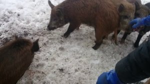 Разведение Диких кабанов