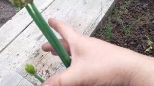Эксперимент в 11 дней! Лук Батун ушёл в дудку - Вырастим Новый за 2 недели!