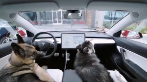Tesla добавила режим для собак