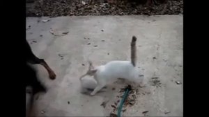 Кошка защищает котенка