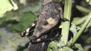 ИНСЕКТАРИЙ: 382. Огнёвка Трескучая (Psophus stridulus)