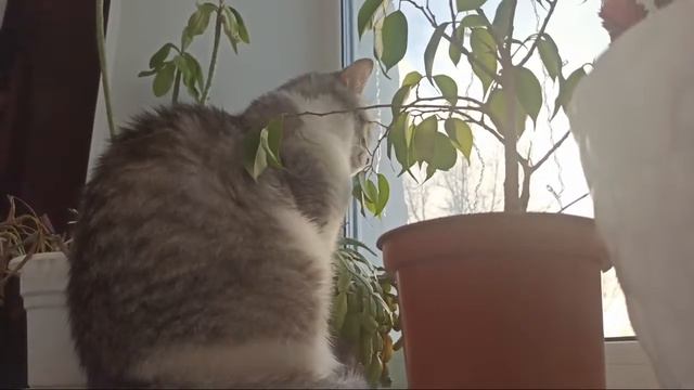 🐈 Кот кушает. Трава для кота. витамины для котов и кошек. С Первым Днём Зимы