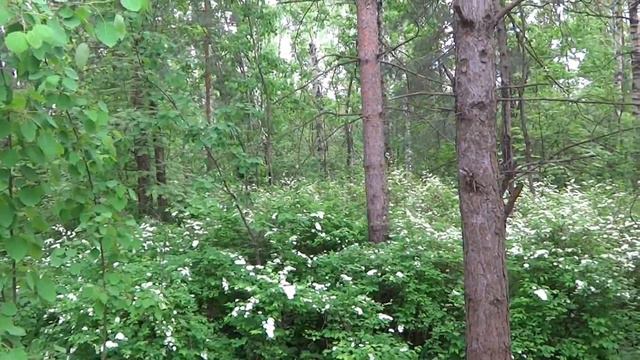 полянка в лесу смотреть онлайн