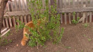 Мейн-кун гуляет во дворе ВПЕРВЫЕ в жизни!