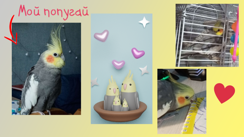 Попужки