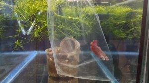 НАКОНЕЦ-ТО!!! ПРИЕХАЛИ ПОРОДИСТЫЕ (СЕЛЕКЦИОННЫЕ) ГУППИ ДАМБО ПЛАТИНА МОЗАИК И САМКА ПЕТУШКА ХАЛФ МУ