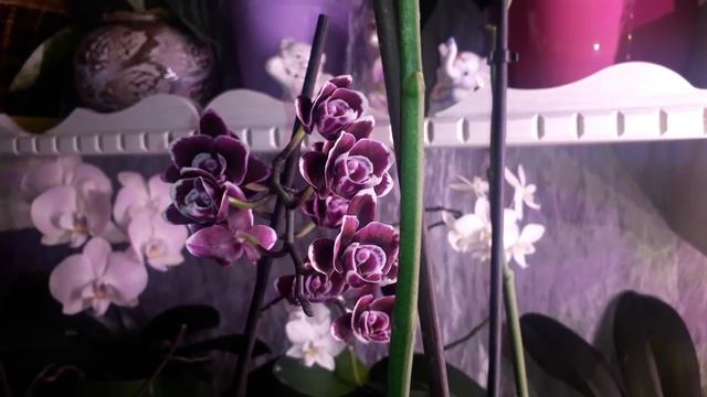 Орхидеи и фитолампы))Много текста? смотреть онлайн