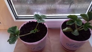 Клубника на подоконнике зимой эксперимент