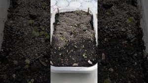 Энотера красивая "Вечерняя роза"