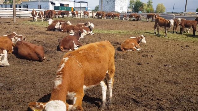 Симментал Герефорд телки в продаже КРС  Simmental Hereford heifers for sale of cattle