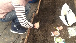 Дневник Дачника от 6 апреля 2017. Сеем редис и зелень в теплицу