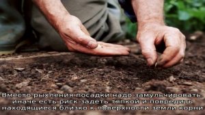 Выращиваем патиссоны безрассадным методом