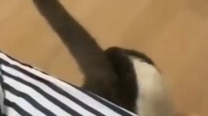 Мама-кошка принесла своих котяток человеку