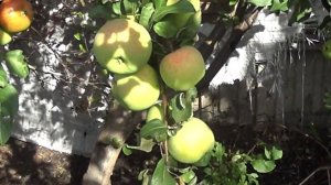 яблоня сорт фетовское краткое видео то что растет в сибири