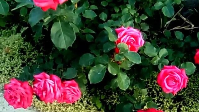 Три розы непрерывно и обильно цветущие. смотреть онлайн