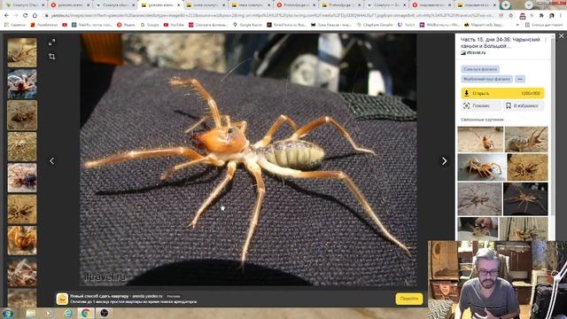 Отряд Сольпуги (Solifugae) своими словами