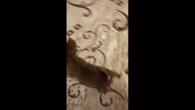 У МЕНЯ ПОЯВИЛАСЬ СОБАКА? подборка моментов с бусей смотреть онлайн