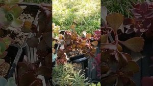 Обзор сортов уличных седумов.