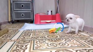 Супер мини чихуахуа в экстремальном типе. Baby face