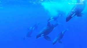 Самый большой дельфин - косатка (Orcinus orca)