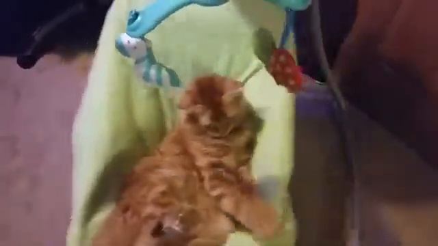 Толстая кошка на детской качалке смотреть онлайн