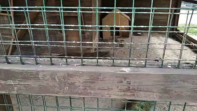 Парк ПОБЕДЫ Саратов Ленинский р-н. лето 2023.07.13 смотреть онлайн