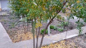 Выращивание граната в открытом грунте в Украине.