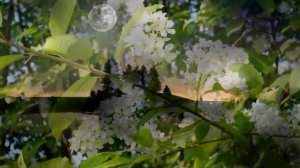 Сергей Чекалин - Весенние ночи