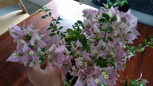 Цветение бугенвиллии New River
#бугенвиллия#растение#экзотика#цветок#newriver#bougainvillea#九重葛