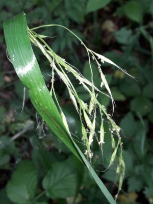 42. Овсяница гигантская - Lolium giganteum