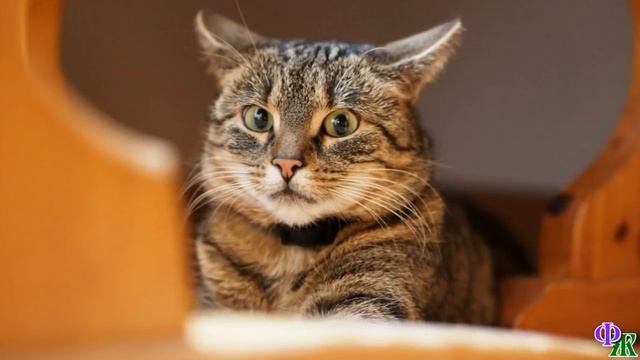 Обезумевшая от горя кошка лежала рядом с мёртвыми детками – умывала их, пела песенки, только… смотреть онлайн