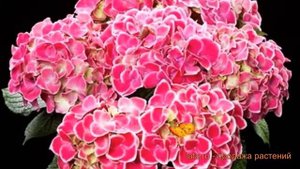 Гортензия крупнолистовая Тиволи (tivoli) 🌿 Тиволи обзор: как сажать, саженцы гортензии Тиволи