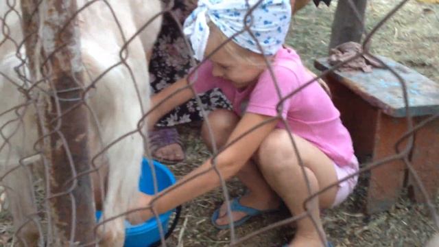 КАК ДОИТЬ КОЗУ смотреть онлайн