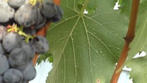 Виноград . Сорта которые долго висят на кусту .