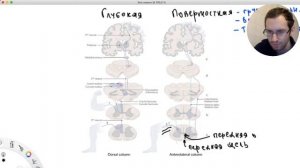 Проводящие пути