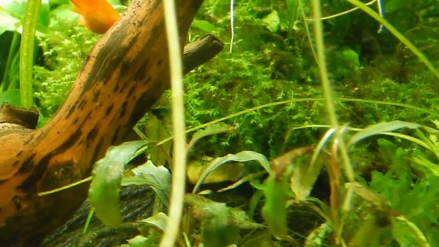 Aqua News №108. Жизнь после прополки. Баланс не нарушен! смотреть онлайн