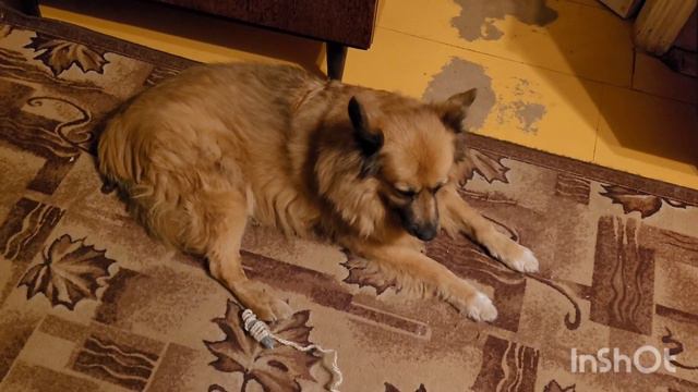 18 ноября 2023 г. Один, два, три - тишина 🐈⬛🐈🐕❄️ смотреть онлайн