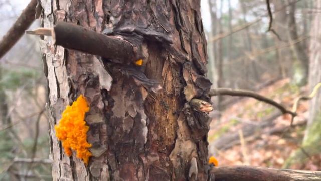 Field Guide: Orange Jelly Mushroom смотреть онлайн