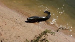 ТОП-10 РЕАЛЬНО СУЩЕСТВУЮЩИХ ПОДВОДНЫХ МОНСТРОВ!