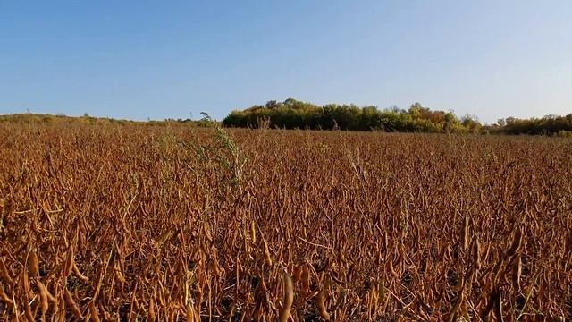 Пледж на сое 2020 Самарская область смотреть онлайн