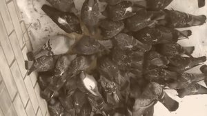 Кормлю голубей пшеном