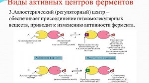 Механизм взаимодействия фермента и субстрата. Роль активного центра в ферментативном катализе