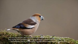 Hawfinch monitoring, in the Forest of Dean